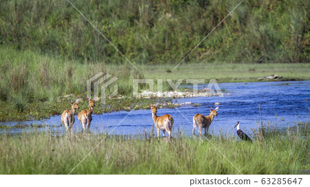 Swamp Deer in Bardia national park, Nepal 63285647