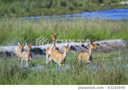 Swamp Deer in Bardia national park, Nepal 63285649