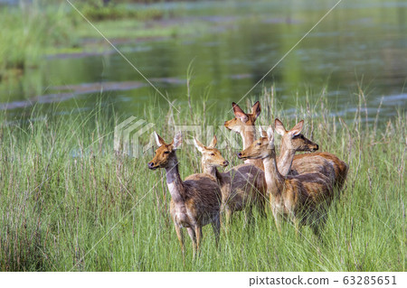 Swamp Deer in Bardia national park, Nepal 63285651