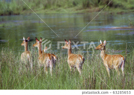 Swamp Deer in Bardia national park, Nepal 63285653