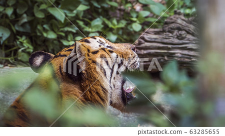 Bengal tiger in Chiang Mai zoo, Thailand 63285655
