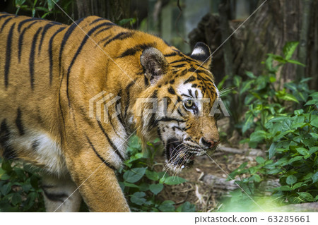 Bengal tiger in Chiang Mai zoo, Thailand Bengal tiger in Chiang Mai zoo, Thailand 63285661