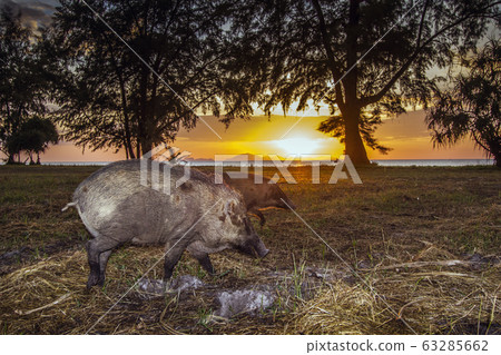 Wild boar in Tarutao national park, Thailand Wild boar in Tarutao national park, Thailand 63285662