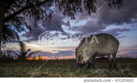 Wild boar in Tarutao national park, Thailand 63285663