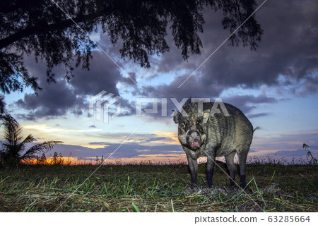 Wild boar in Tarutao national park, Thailand 63285664