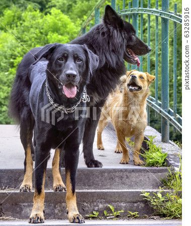 Two black German shepherd dogs playing on river bank 63285916