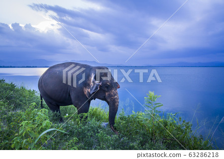 Sri Lankan Elephant in Uda Walawe national park, Sri Lankan Elephant in Uda Walawe national park, 63286218