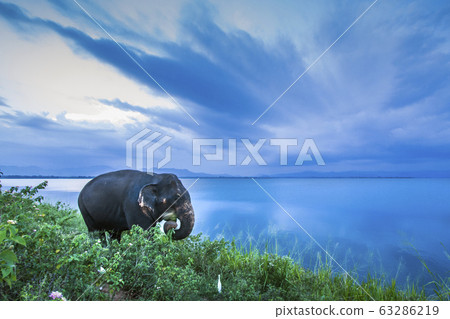 Sri Lankan Elephant in Uda Walawe national park, Sri Lankan Elephant in Uda Walawe national park, 63286219