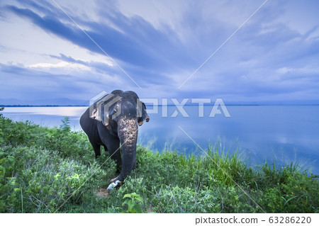 Sri Lankan Elephant in Uda Walawe national park, Sri Lankan Elephant in Uda Walawe national park, 63286220