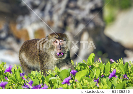 Crab-eating macaque in Koh Adang national park, 63286226