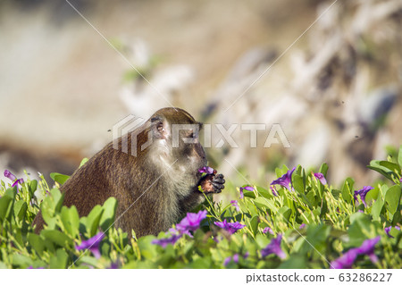 Crab-eating macaque in Koh Adang national park, 63286227