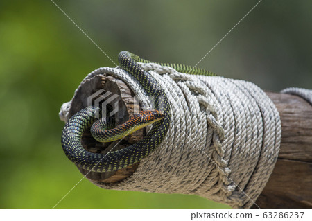 Golden flying snake in Koh Adang national park, 63286237