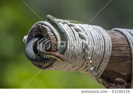 Golden flying snake in Koh Adang national park, 63286239