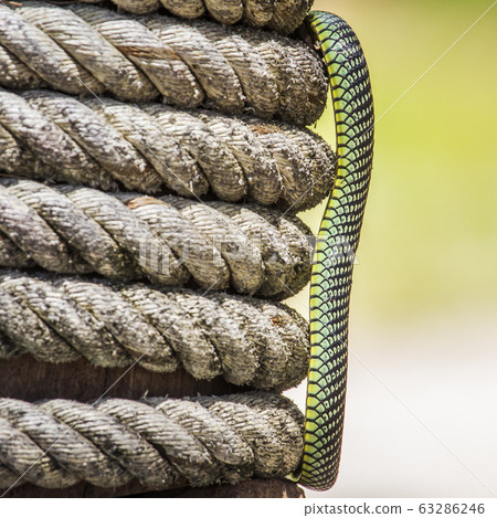 Golden flying snake in Koh Adang national park, 63286246