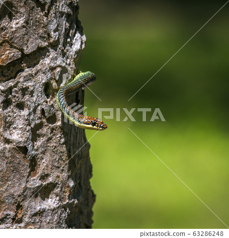 Golden flying snake in Koh Adang national park, 63286248