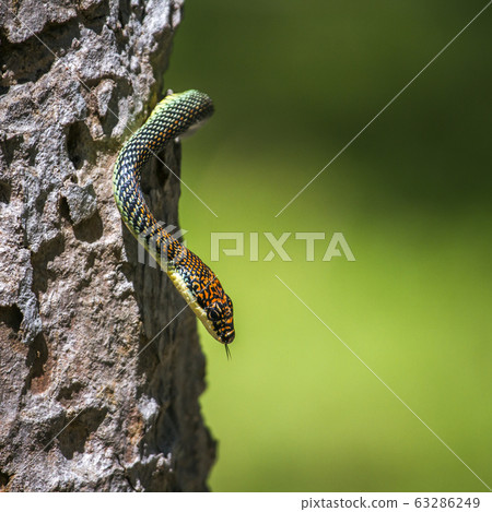 Golden flying snake in Koh Adang national park, 63286249