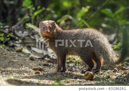 Grey Mongoose in Minneriya national park, Sri 63286261