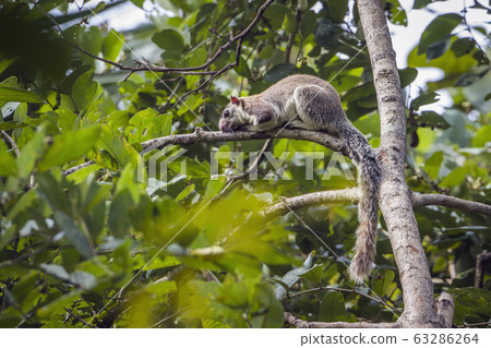 grizzled giant squirrel in Mynneriya national 63286264