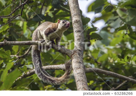 grizzled giant squirrel in Mynneriya national 63286266