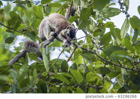 grizzled giant squirrel in Mynneriya national 63286268