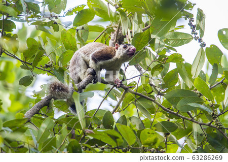 grizzled giant squirrel in Mynneriya national 63286269