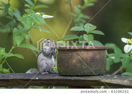 Indian palm squirrel in Mynneriya national 63286281