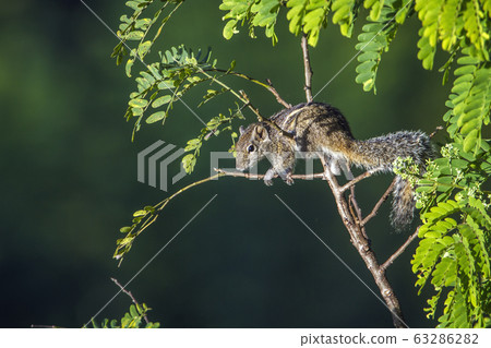 Indian palm squirrel in Ella, Uva province, Sri 63286282