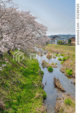 京都田原河的櫻花 京都田原河的櫻花 63286420