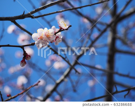 Pink plum blossom plum blossom Red winter solstice plum Pink plum blossom plum blossom Red winter solstice plum 63286688