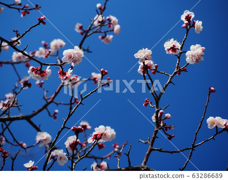 桃紅色李子開花李子開花紅色冬至李子 63286689