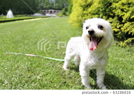 Lawn white dog Lawn white dog 63286816