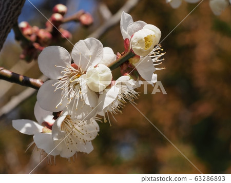 梅花白梅 63286893