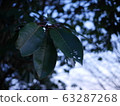葉 63287268
