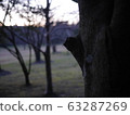 一棵樹 63287269