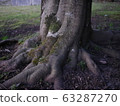 樹幹 63287270