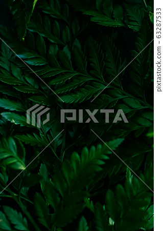 Tropical plant leaves in garden as botanical background, nature and environment Tropical plant leaves in garden as botanical background, nature and environment 63287533