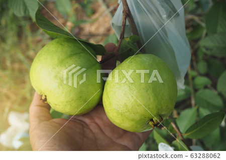 young green guava fruit on tree in organic farm  63288062