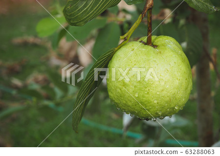 young green guava fruit on tree in organic farm young green guava fruit on tree in organic farm 63288063