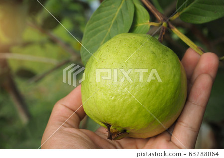 young green guava fruit on tree in organic farm young green guava fruit on tree in organic farm 63288064