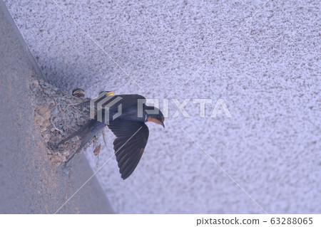 Parents and chicks of a swallow who built a nest under the eaves of the parking lot Parents and chicks of a swallow who built a nest under the eaves of the parking lot 63288065