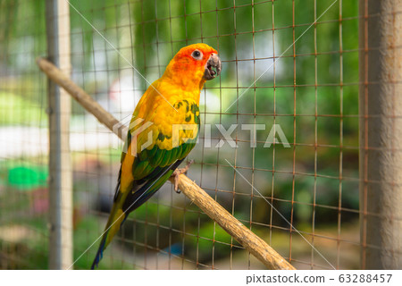 Thailand, Birdcage, Cage, Bird, Feather 63288457