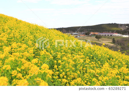 春天的母親牧場 春天的母親牧場 63289271