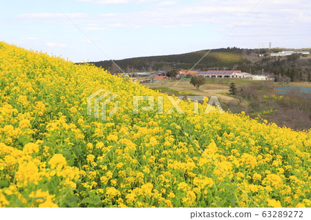 春天的母親牧場 春天的母親牧場 63289272