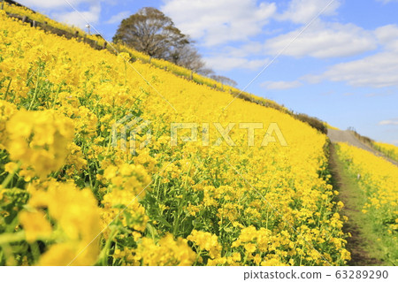 Mother ranch in spring Great slope of flowers Mother ranch in spring Great slope of flowers 63289290