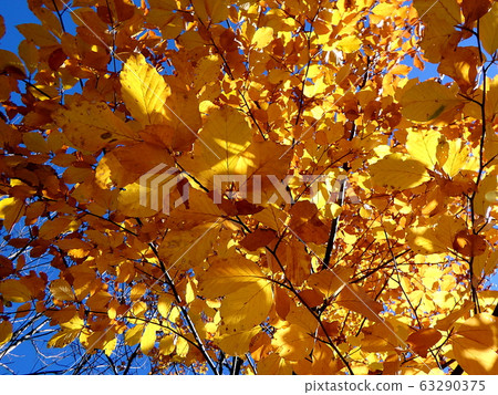 Colored beech leaf 63290375