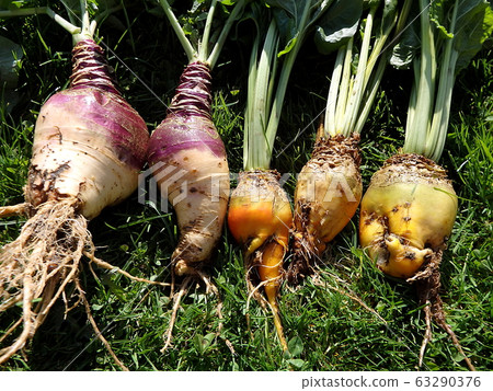 Fodder beet and Rutabaga - crop harvest.. 63290376