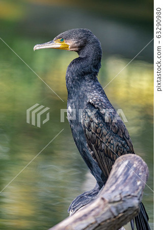 Cormorant 63290980