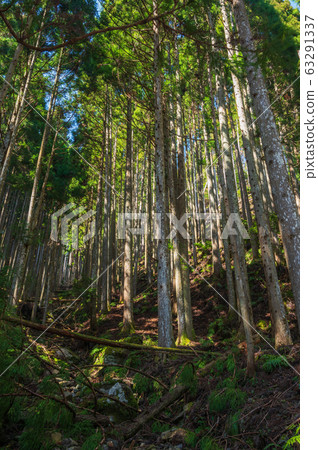Coniferous forest Coniferous forest 63291337