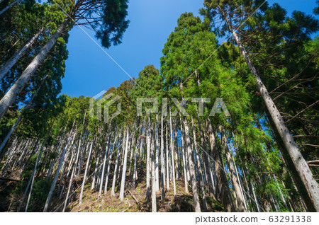 Coniferous forest Coniferous forest 63291338