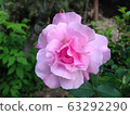 Rose   63292290